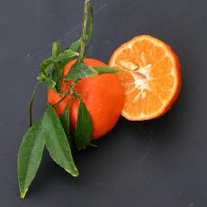 Citrus reticulata  'Oronules'