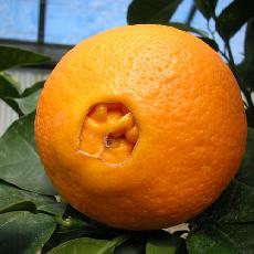 Citrus sinensis  'Washington Navel'