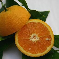 Citrus sinensis  'Gosset'