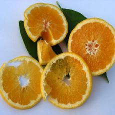 Citrus sinensis  'valencia late'