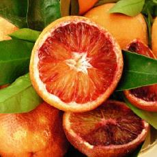 Citrus sinensis  'Moro'