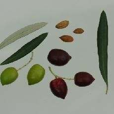 Olea europea  'olivière'