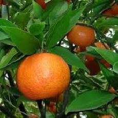 Citrus reticulata  'mandarinier'
