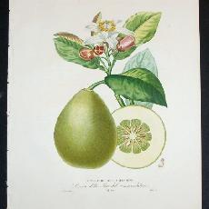 Citrus lumia  'pyriformis'