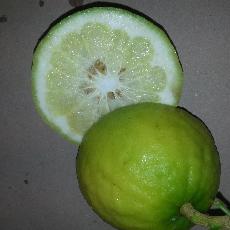 Citrus penivesiculata