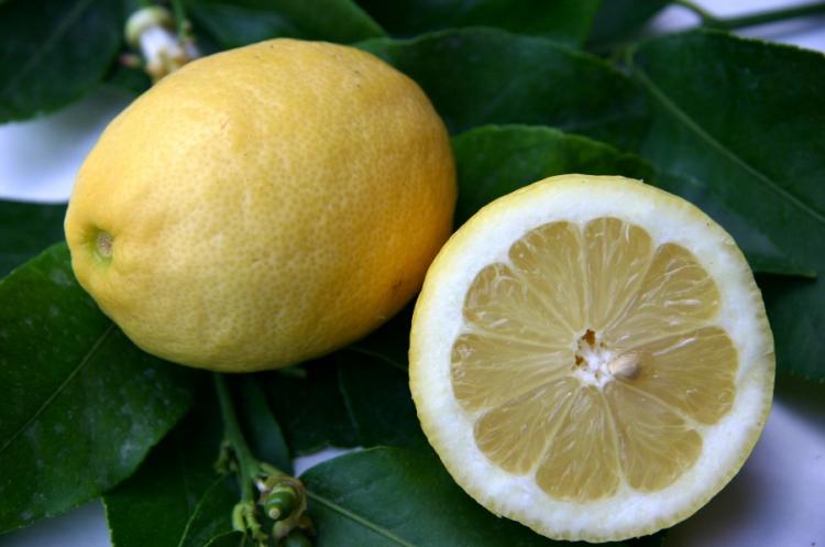 Citrus limon  'Fino'