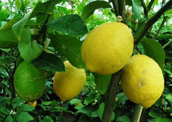 Citrus limon  'Verna'
