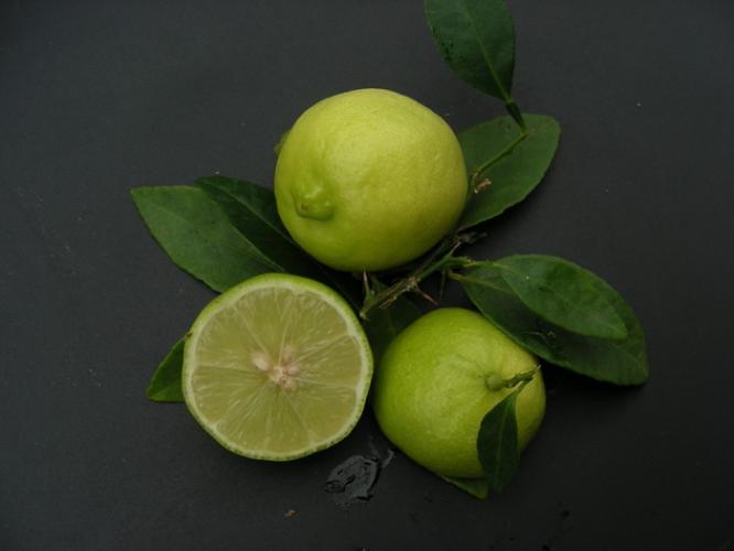 Citrus aurantifolia  'Citron Gallet'