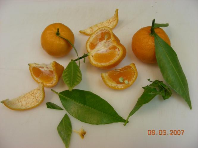 Citrus deliciosa  'Eze'