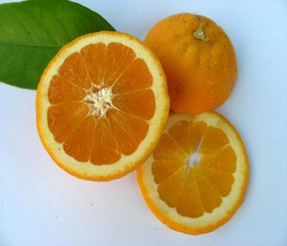 Citrus sinensis  'Salustiana'